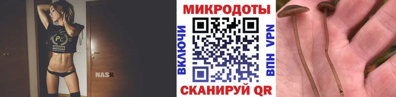 купить   Оса  Псилоцибиновые грибы Psilocybine cubensis 